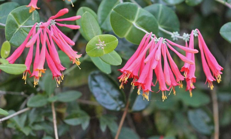 Consider a native honeysuckle for the space