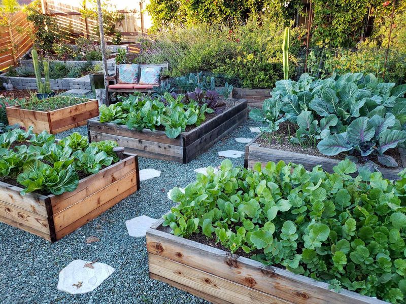 Consider a raised bed if water still lingers