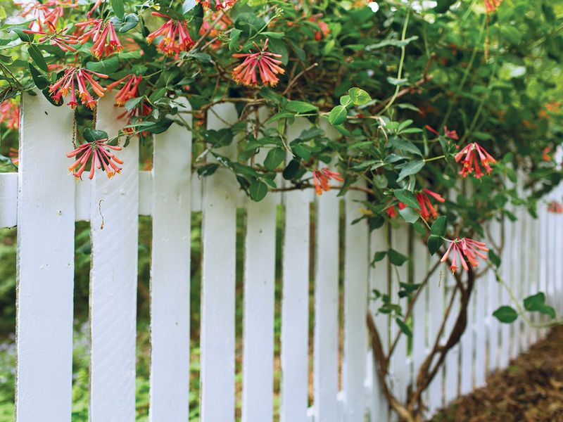 Consider coral honeysuckle for a less aggressive chain-link option Consider coral honeysuckle for a less aggressive chain-link option