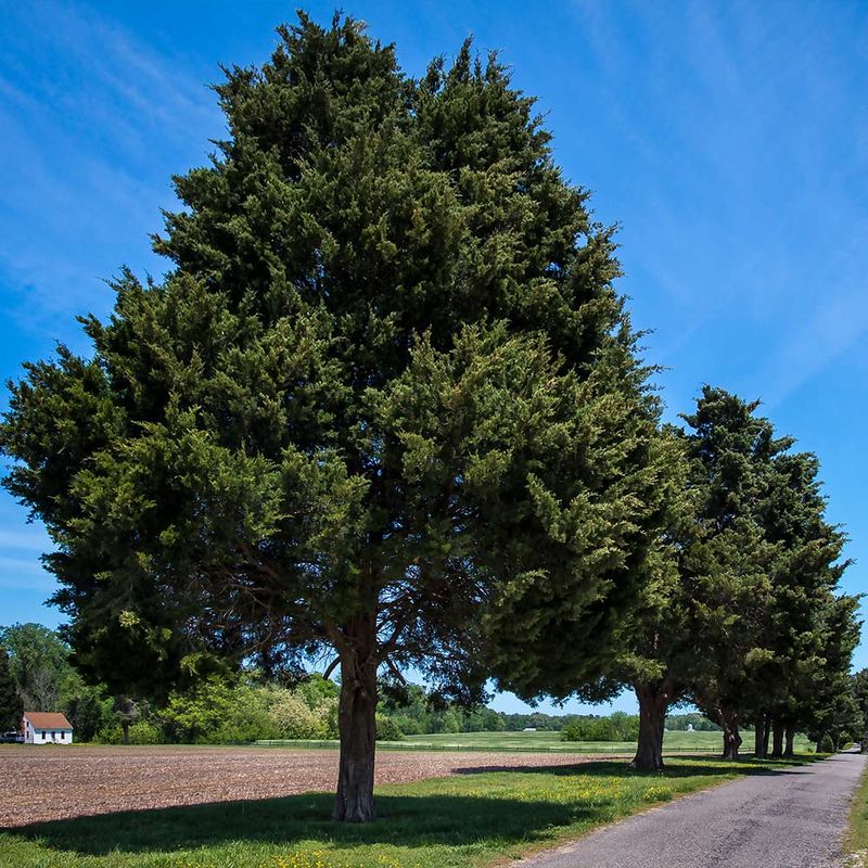 Consider eastern redcedar for a tree-height screen