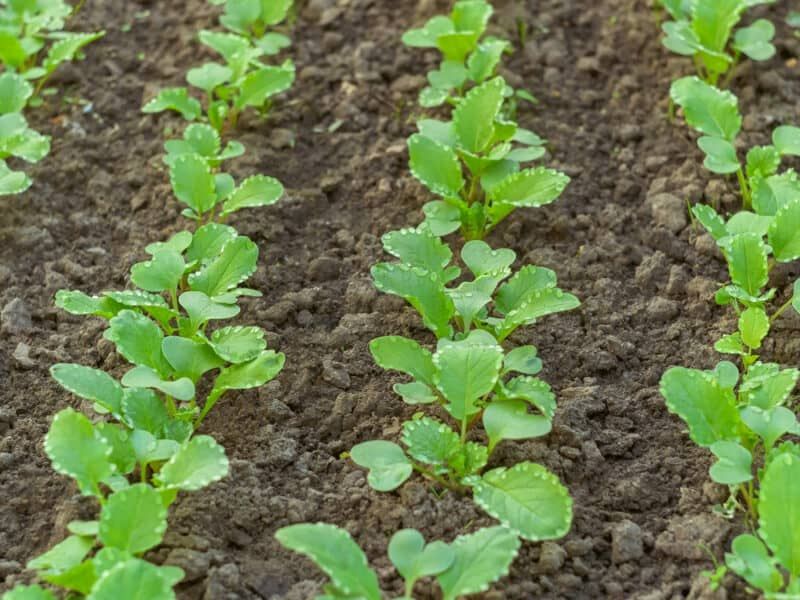 Consider heat, shade, nitrogen, and moisture