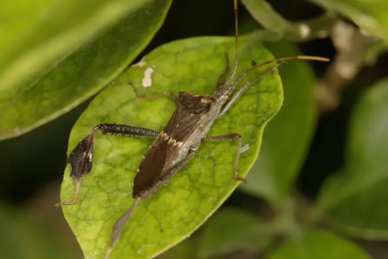 Consider pesticides only after identifying the pest Consider pesticides only after identifying the pest