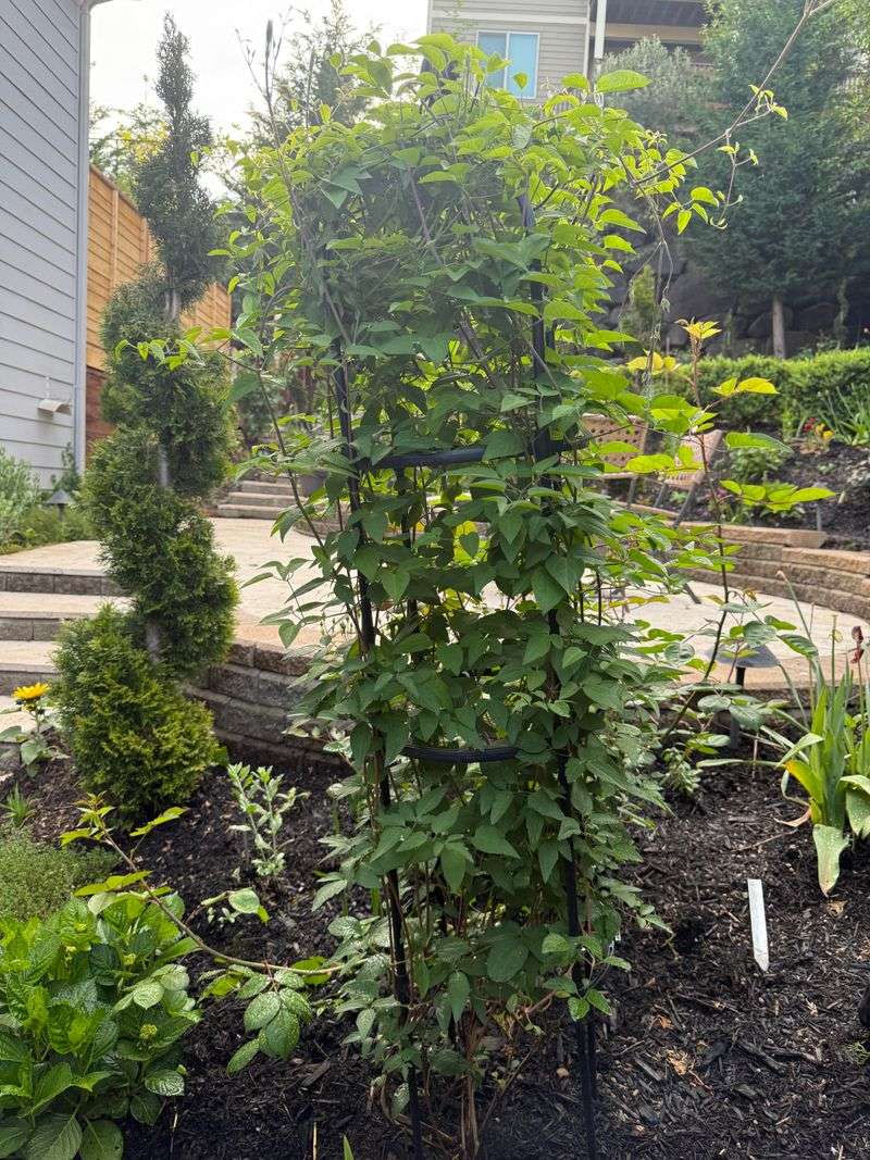 Consider plant age and growing conditions Consider plant age and growing conditions