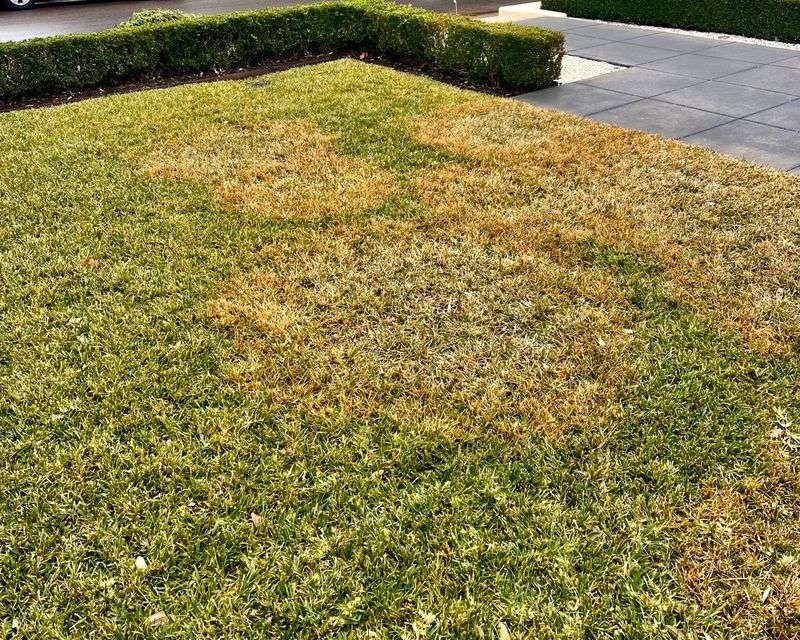 Consider preventive fungicide only when the lawn’s history supports it Consider preventive fungicide only when the lawn’s history supports it