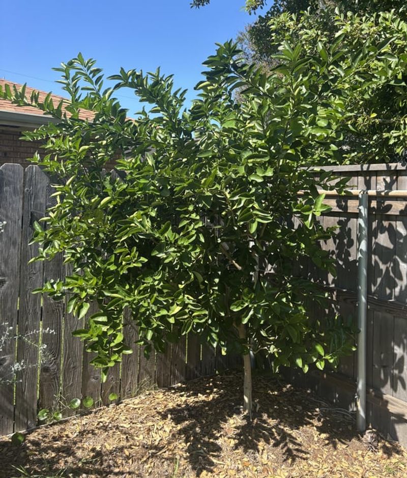 Consider the tree’s age, origin, and California growing conditions