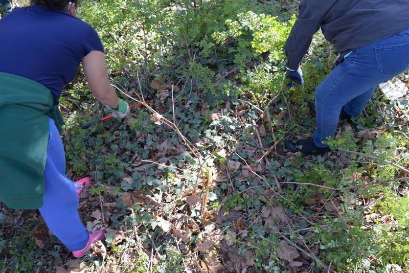 Control multiflora rose and monitor for regrowth Control multiflora rose and monitor for regrowth