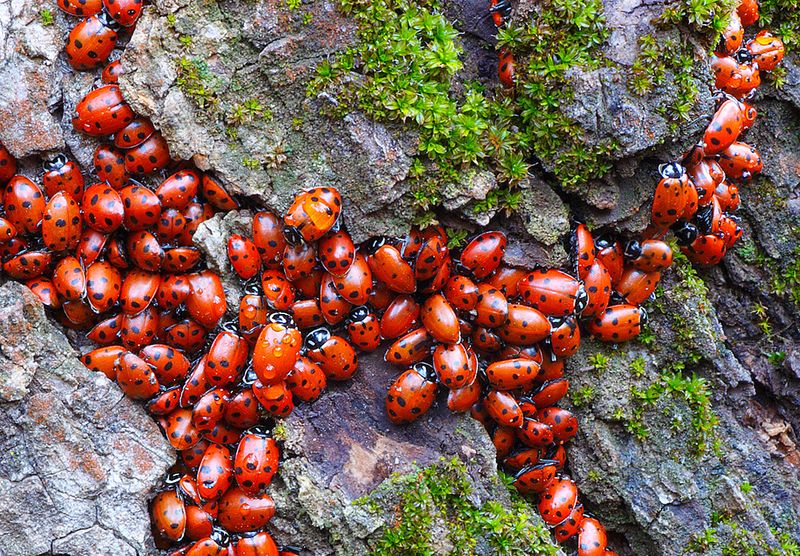 Convergent lady beetles move between California valleys and mountains