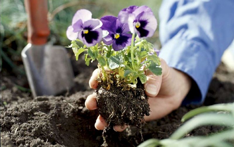 Cool conditions help pansies establish Cool conditions help pansies establish
