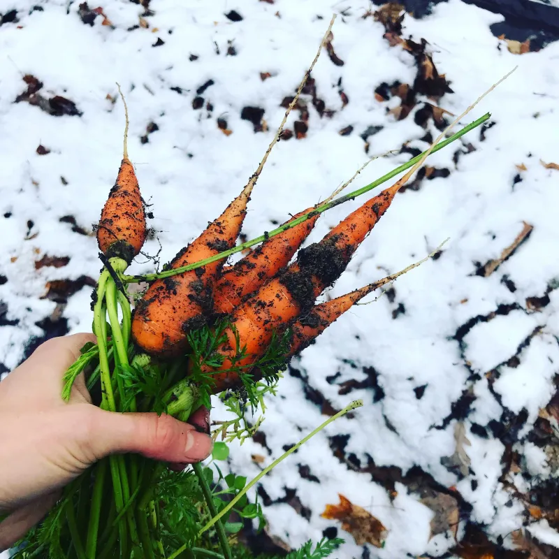 Cool conditions may sweeten carrots—not one guaranteed frost