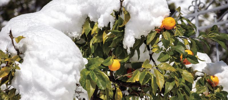 Cool nights are not the same as a damaging freeze