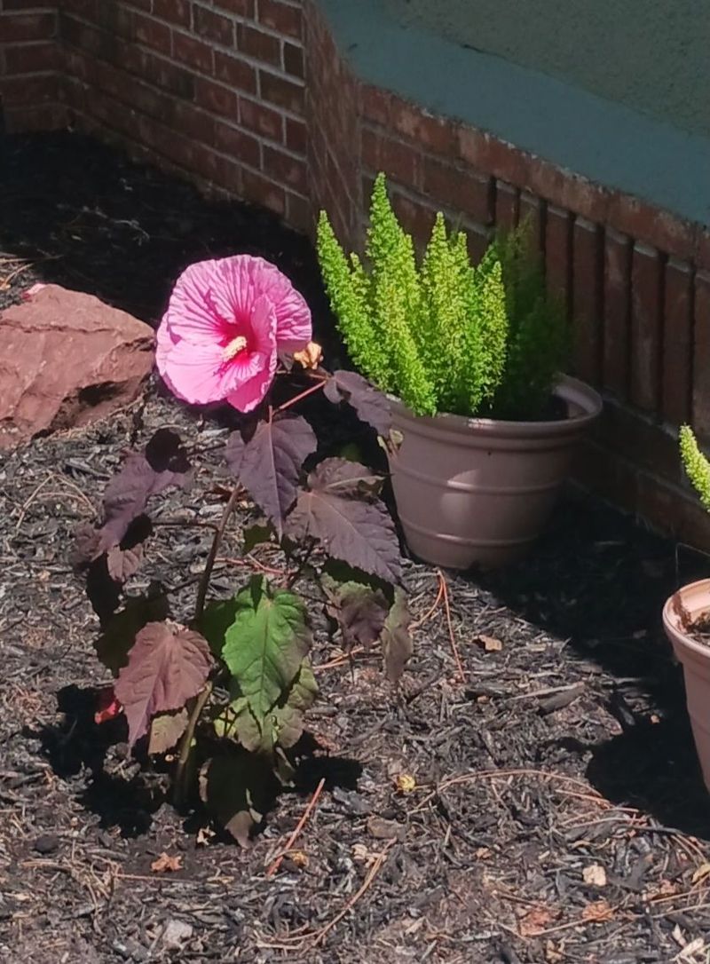 Cool nights can interrupt flowering before frost arrives