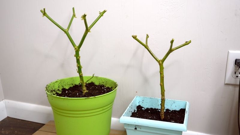 Cool, sparse care keeps a dormant pepper alive—not fruiting Cool, sparse care keeps a dormant pepper alive—not fruiting