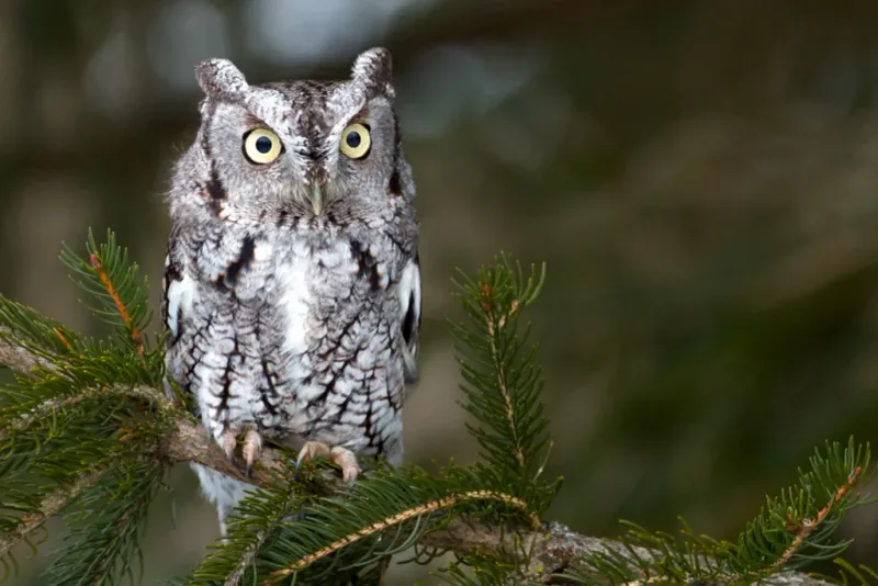 Cool-weather calling may make some owls more noticeable Cool-weather calling may make some owls more noticeable