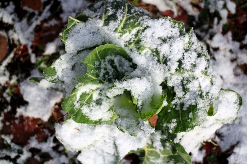 Cool weather can improve flavor, but freezes still matter