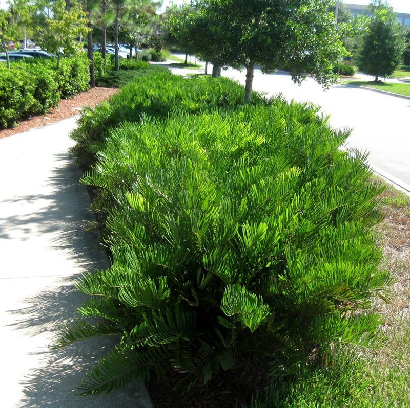 Coontie