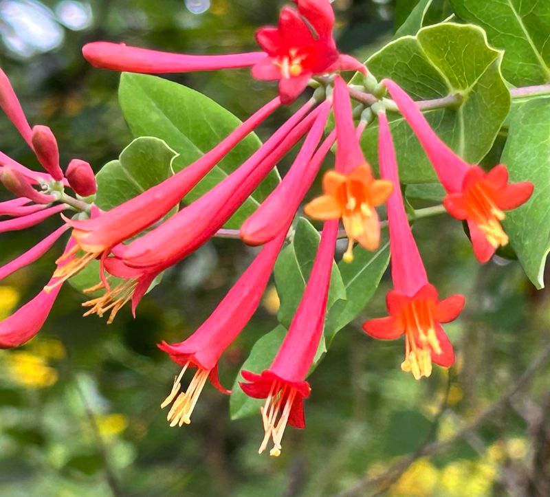 Coral honeysuckle still needs a trellis