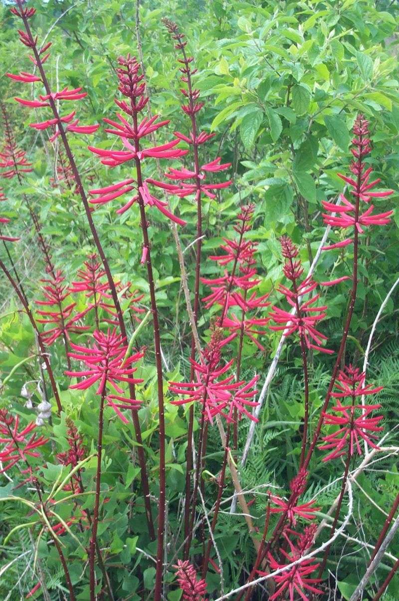 Coralbean