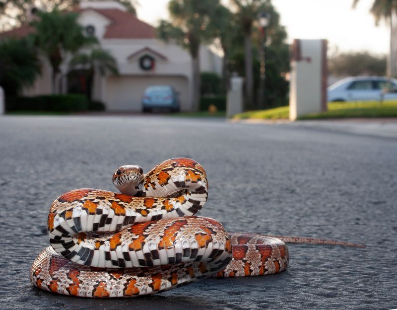 Corn Snake