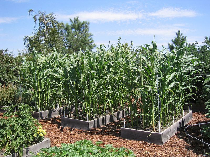 Corn