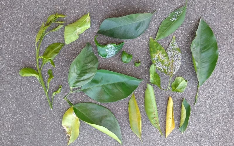 Correct the likely cause before reaching for fertilizer or a spray