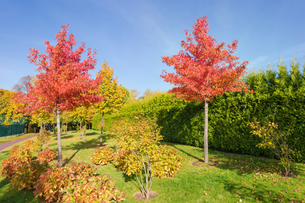 Could a full-size sweetgum fit your Florida yard? Could a full-size sweetgum fit your Florida yard?