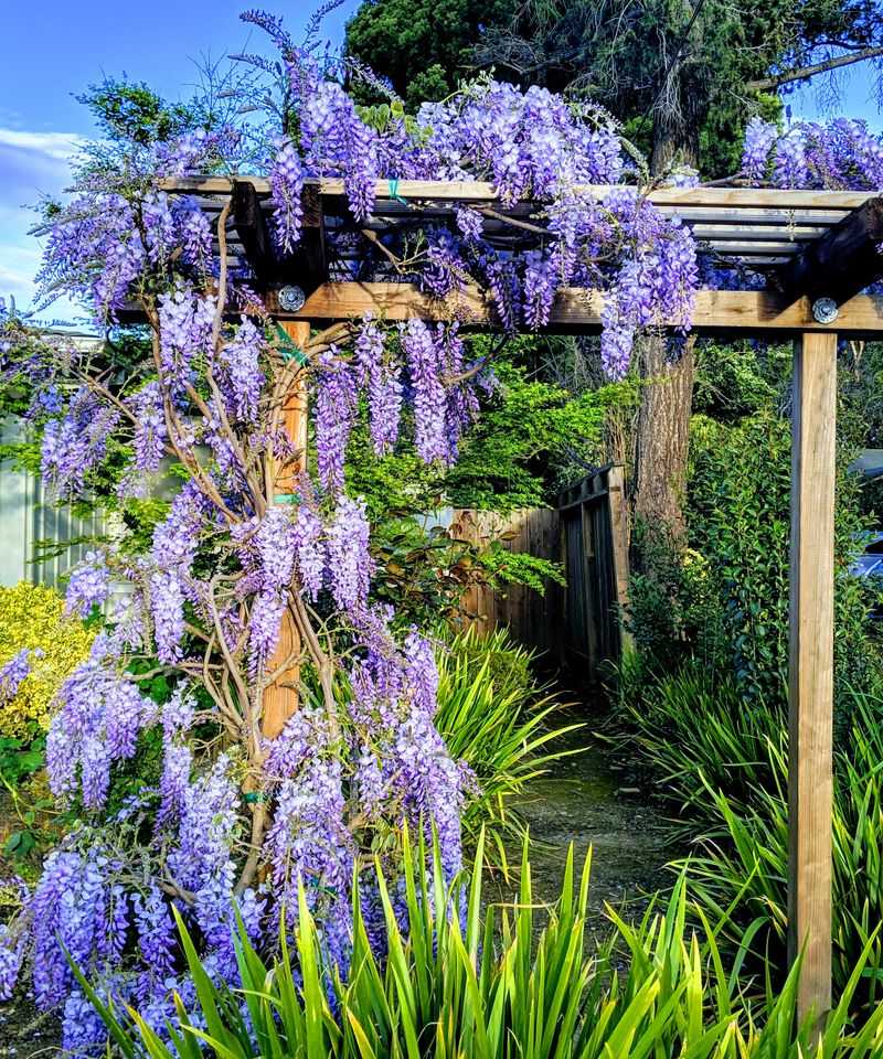 Could fall lawn feeding be reaching the vine?
