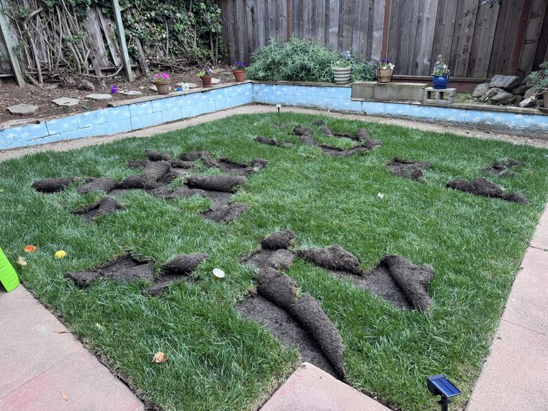 Could lifted sod point to grubs? Could lifted sod point to grubs?