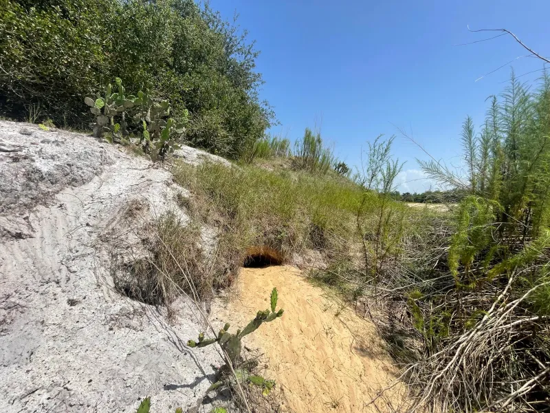 Could that opening be a gopher tortoise burrow? Could that opening be a gopher tortoise burrow?