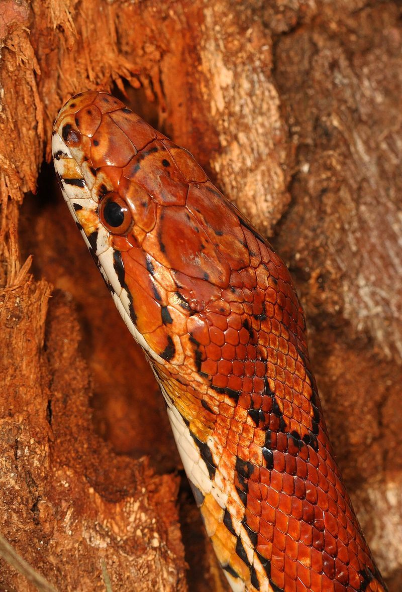Could that patterned snake be a copperhead?