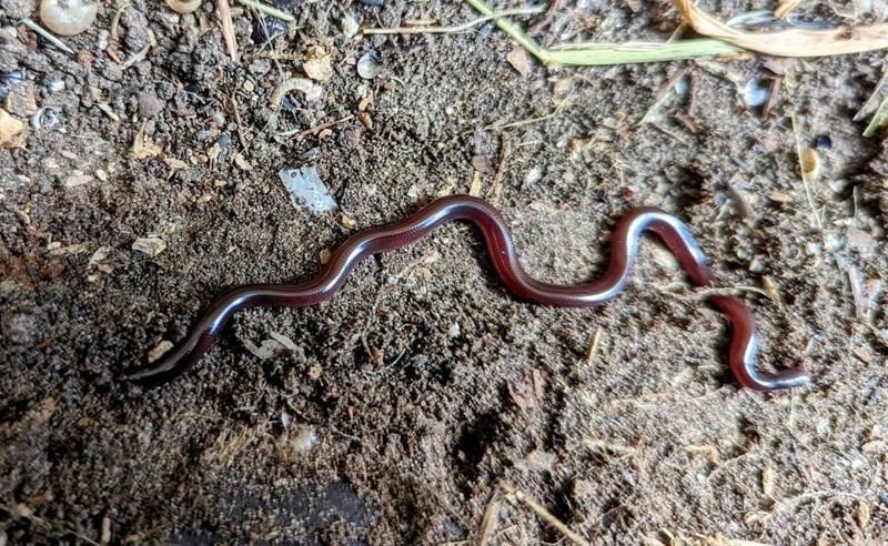 Could that tiny soil animal be a snake?