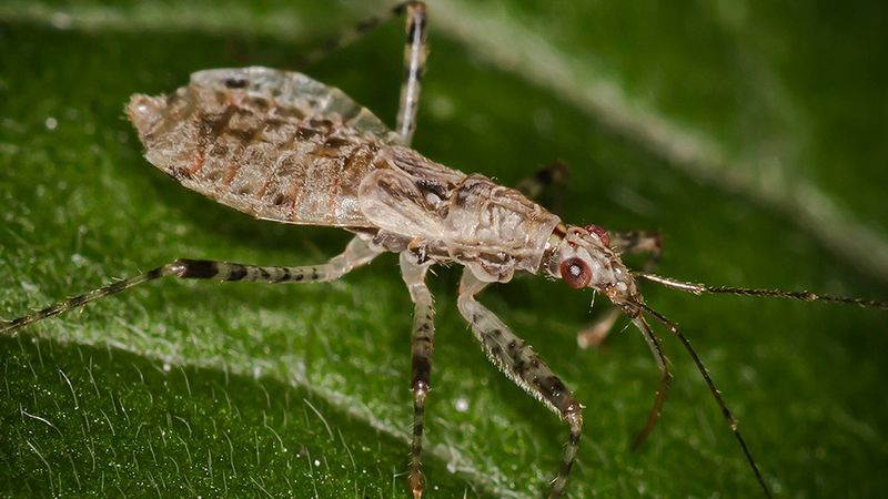 Could the aphid claim confuse damselflies with damsel bugs?
