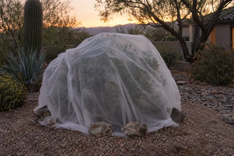 Cover beds during unusually hard cold Cover beds during unusually hard cold