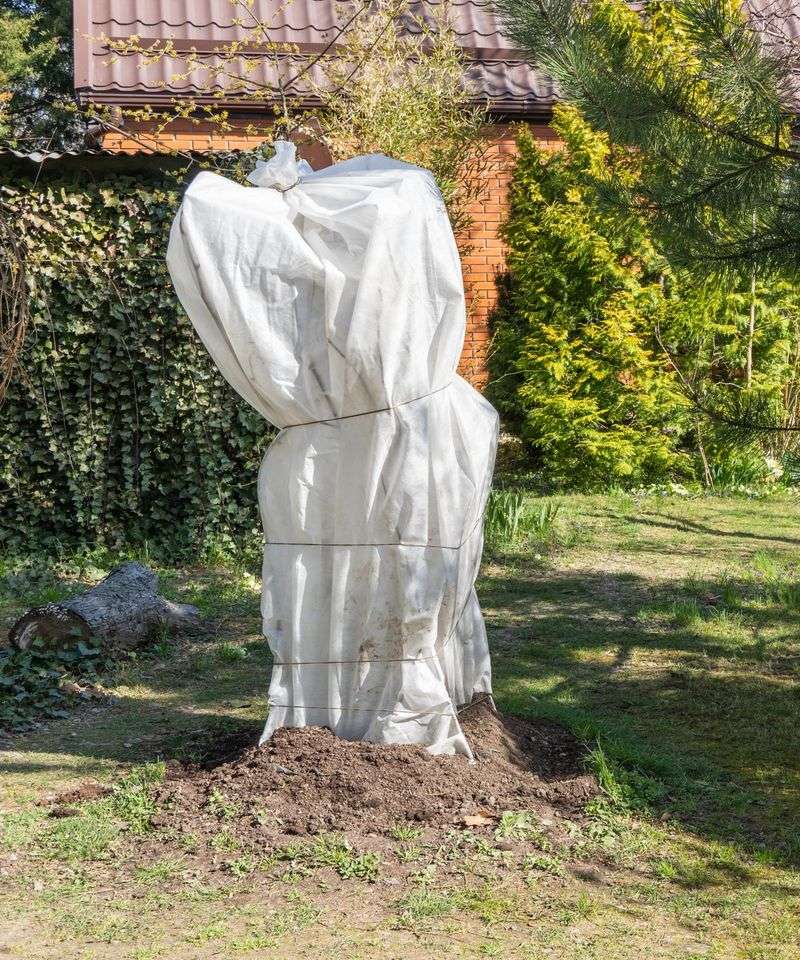 Cover the Tree When a Cold Snap Hits