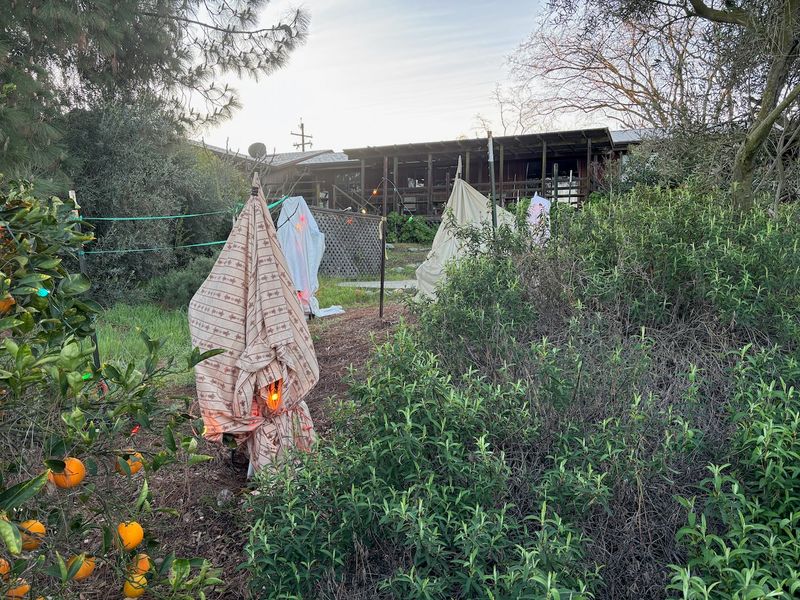 Cover the tree before the cold night arrives