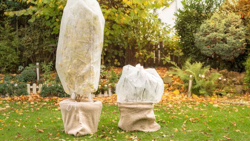 Cover the tree for a forecast frost, but know the limits