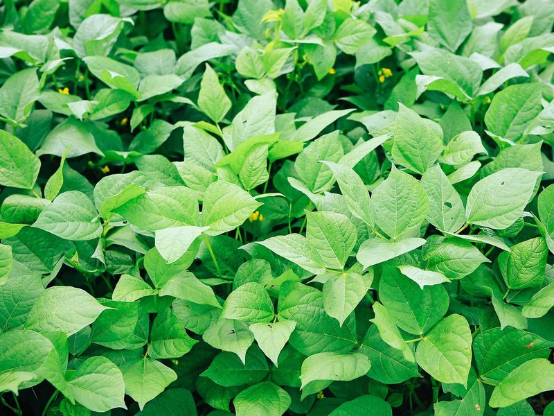 Cowpeas as a Summer Cover Crop