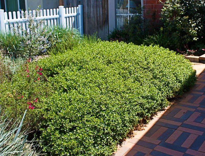 Coyote Brush Cultivars