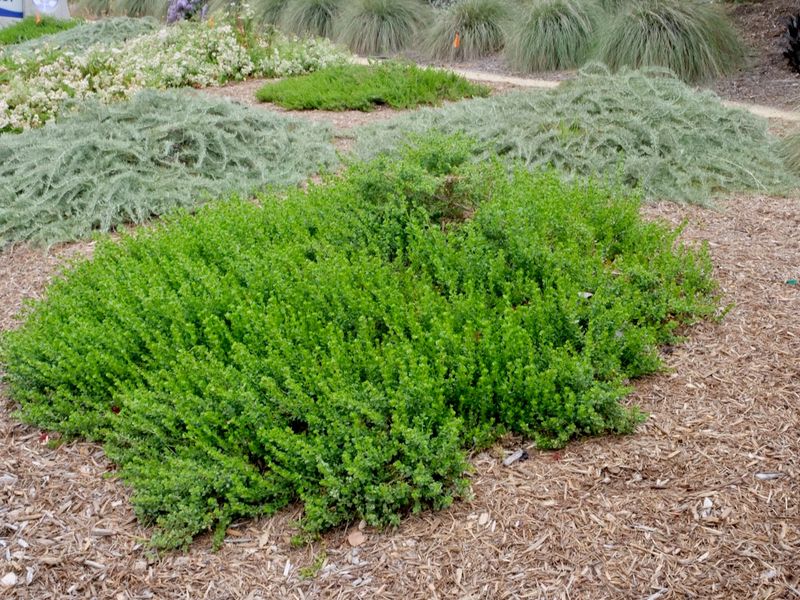 Coyote Brush 'Pigeon Point' (Baccharis pilularis)