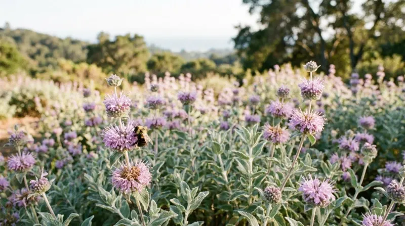Coyote Mint (Monardella villosa)