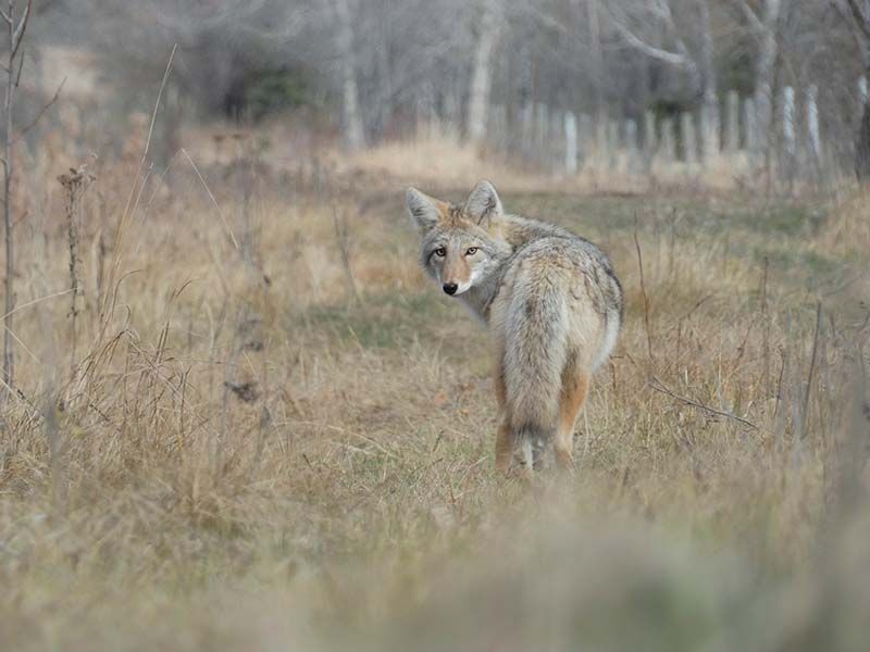 Coyote Coyote