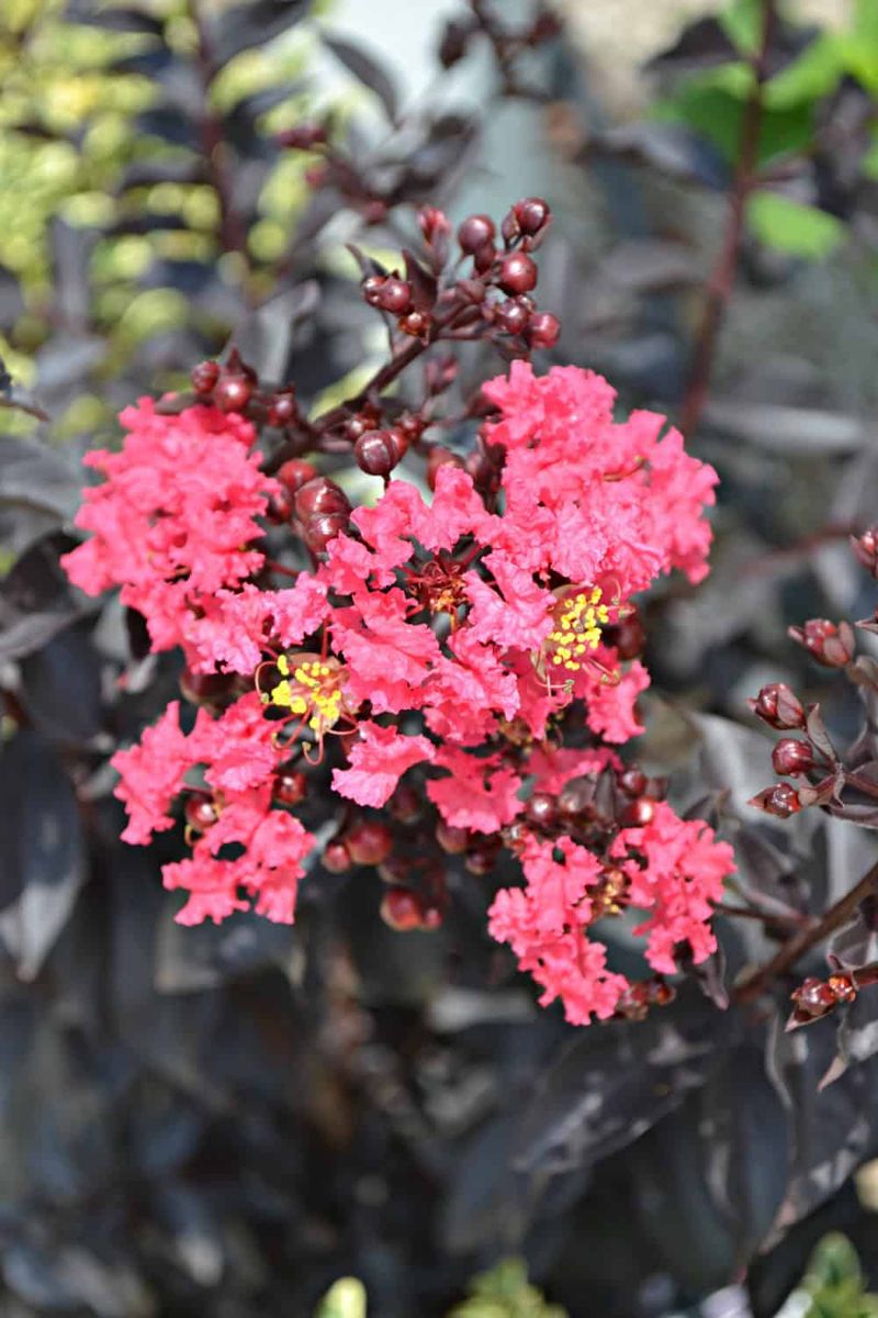 Crape myrtles vary widely in mature size