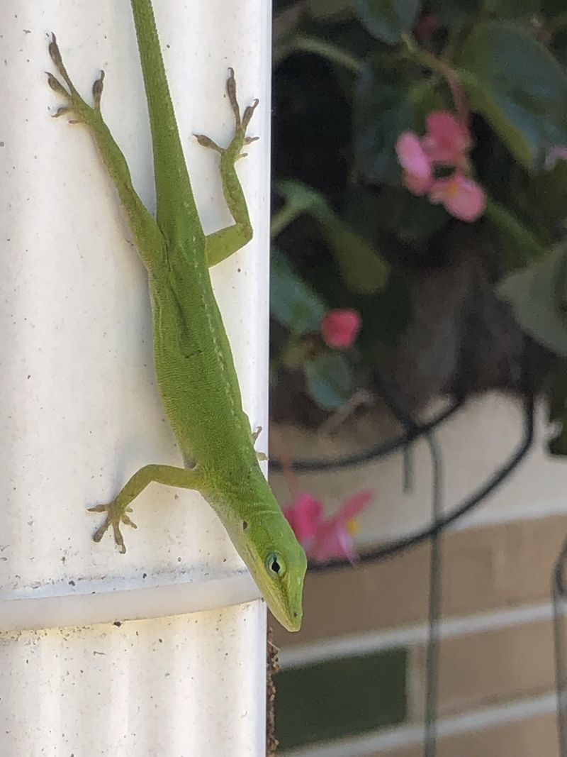 Create cover for native green anoles, without promising a fix Create cover for native green anoles, without promising a fix