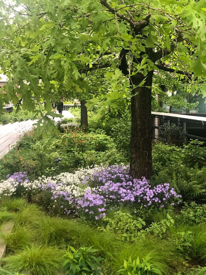 Creeping Phlox