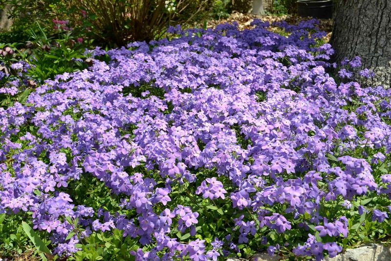 Creeping Phlox Creeping Phlox