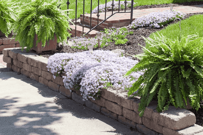 Creeping Phlox
