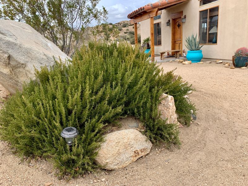 Creeping Rosemary