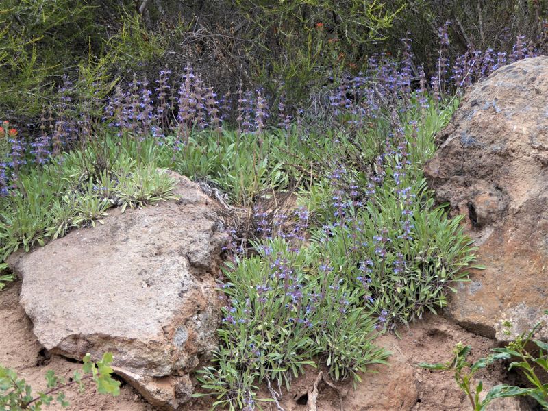 Creeping Sage Creeping Sage