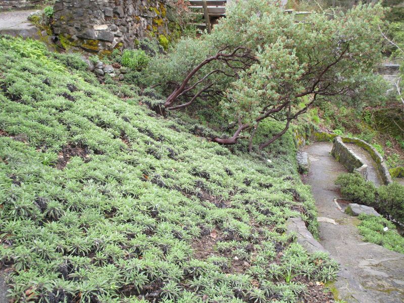 Creeping Sage Creeping Sage