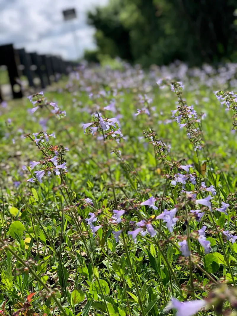 Creeping Sage
