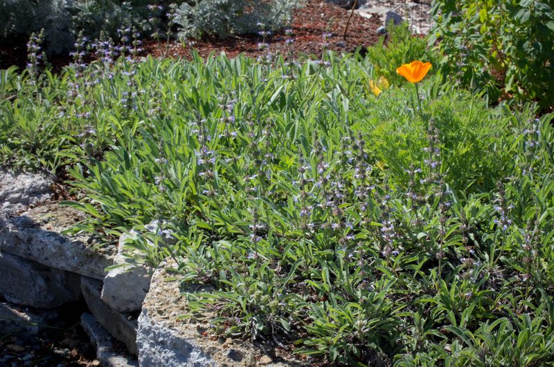 Creeping Sage
